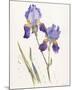 Opulent Irises-Hazel Soan-Mounted Giclee Print