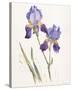 Opulent Irises-Hazel Soan-Stretched Canvas