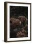 Opulent Nature - Bud-Sarah Hart Morgan-Framed Giclee Print