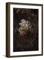 Opulent Nature - Thrive-Sarah Hart Morgan-Framed Giclee Print