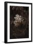 Opulent Nature - Thrive-Sarah Hart Morgan-Framed Giclee Print
