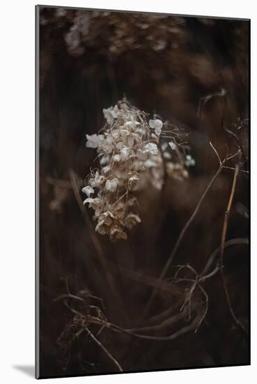 Opulent Nature - Thrive-Sarah Hart Morgan-Mounted Giclee Print