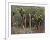 Opuntia Cactus, Opuntia Echios, Cerro Dragon, Galapagos, UNESCO World Heritage Site, Ecuador-Michael Nolan-Framed Photographic Print