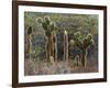 Opuntia Cactus, Opuntia Echios, Cerro Dragon, Galapagos, UNESCO World Heritage Site, Ecuador-Michael Nolan-Framed Photographic Print