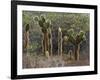 Opuntia Cactus, Opuntia Echios, Cerro Dragon, Galapagos, UNESCO World Heritage Site, Ecuador-Michael Nolan-Framed Photographic Print