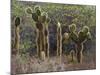 Opuntia Cactus, Opuntia Echios, Cerro Dragon, Galapagos, UNESCO World Heritage Site, Ecuador-Michael Nolan-Mounted Photographic Print