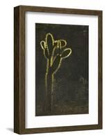 Opuntia Cactus with Spines Outlined by Sunlight-DLILLC-Framed Photographic Print