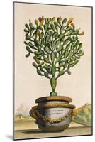 Opuntia Maior Augustifolia, from 'Phytographia Curiosa', Published 1702 (Coloured Engraving)-Abraham Munting-Mounted Giclee Print