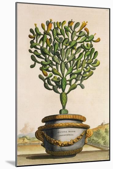 Opuntia Maior Augustifolia, from 'Phytographia Curiosa', Published 1702 (Coloured Engraving)-Abraham Munting-Mounted Giclee Print