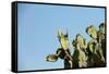 Opuntia (Prickly Pears) Cactus on Blue Sky.-AarStudio-Framed Stretched Canvas