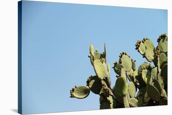 Opuntia (Prickly Pears) Cactus on Blue Sky.-AarStudio-Stretched Canvas