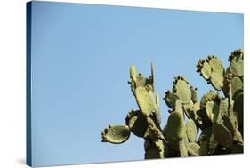 Opuntia (Prickly Pears) Cactus on Blue Sky.-AarStudio-Stretched Canvas