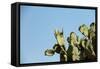 Opuntia (Prickly Pears) Cactus on Blue Sky.-AarStudio-Framed Stretched Canvas