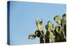 Opuntia (Prickly Pears) Cactus on Blue Sky.-AarStudio-Stretched Canvas