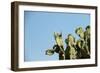 Opuntia (Prickly Pears) Cactus on Blue Sky.-AarStudio-Framed Photographic Print