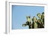 Opuntia (Prickly Pears) Cactus on Blue Sky.-AarStudio-Framed Photographic Print