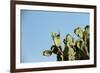 Opuntia (Prickly Pears) Cactus on Blue Sky.-AarStudio-Framed Photographic Print