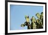 Opuntia (Prickly Pears) Cactus on Blue Sky.-AarStudio-Framed Photographic Print
