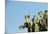 Opuntia (Prickly Pears) Cactus on Blue Sky.-AarStudio-Mounted Photographic Print