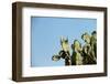 Opuntia (Prickly Pears) Cactus on Blue Sky.-AarStudio-Framed Photographic Print