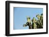 Opuntia (Prickly Pears) Cactus on Blue Sky.-AarStudio-Framed Photographic Print