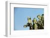 Opuntia (Prickly Pears) Cactus on Blue Sky.-AarStudio-Framed Photographic Print