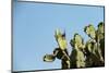 Opuntia (Prickly Pears) Cactus on Blue Sky.-AarStudio-Mounted Photographic Print