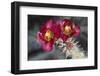 Opuntia-DLILLC-Framed Photographic Print