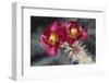 Opuntia-DLILLC-Framed Photographic Print