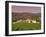 Opus One Winery, Napa Valley, California-John Alves-Framed Photographic Print