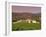 Opus One Winery, Napa Valley, California-John Alves-Framed Photographic Print