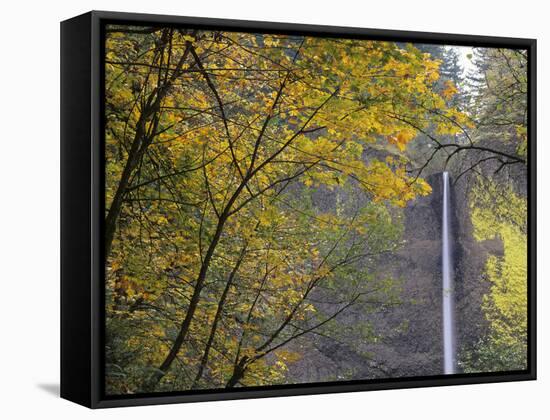Or, Columbia River Gorge, Latourell Falls, 249 Foot Waterfall-Jamie And Judy Wild-Framed Stretched Canvas