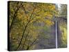 Or, Columbia River Gorge, Latourell Falls, 249 Foot Waterfall-Jamie And Judy Wild-Stretched Canvas