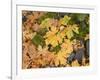 OR, Columbia River Gorge National Scenic Area. Autumn leaves of bigleaf maple on ground-John Barger-Framed Photographic Print