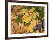 OR, Columbia River Gorge National Scenic Area. Autumn leaves of bigleaf maple on ground-John Barger-Framed Photographic Print