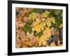 OR, Columbia River Gorge National Scenic Area. Autumn leaves of bigleaf maple on ground-John Barger-Framed Photographic Print