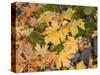 OR, Columbia River Gorge National Scenic Area. Autumn leaves of bigleaf maple on ground-John Barger-Stretched Canvas