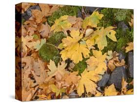 OR, Columbia River Gorge National Scenic Area. Autumn leaves of bigleaf maple on ground-John Barger-Stretched Canvas