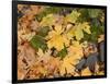 OR, Columbia River Gorge National Scenic Area. Autumn leaves of bigleaf maple on ground-John Barger-Framed Photographic Print