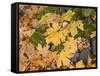 OR, Columbia River Gorge National Scenic Area. Autumn leaves of bigleaf maple on ground-John Barger-Framed Stretched Canvas