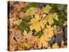OR, Columbia River Gorge National Scenic Area. Autumn leaves of bigleaf maple on ground-John Barger-Stretched Canvas