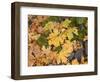 OR, Columbia River Gorge National Scenic Area. Autumn leaves of bigleaf maple on ground-John Barger-Framed Photographic Print