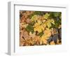 OR, Columbia River Gorge National Scenic Area. Autumn leaves of bigleaf maple on ground-John Barger-Framed Photographic Print