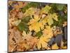 OR, Columbia River Gorge National Scenic Area. Autumn leaves of bigleaf maple on ground-John Barger-Mounted Photographic Print