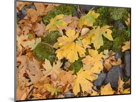 OR, Columbia River Gorge National Scenic Area. Autumn leaves of bigleaf maple on ground-John Barger-Mounted Photographic Print