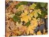 OR, Columbia River Gorge National Scenic Area. Autumn leaves of bigleaf maple on ground-John Barger-Stretched Canvas