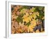 OR, Columbia River Gorge National Scenic Area. Autumn leaves of bigleaf maple on ground-John Barger-Framed Photographic Print