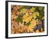 OR, Columbia River Gorge National Scenic Area. Autumn leaves of bigleaf maple on ground-John Barger-Framed Photographic Print