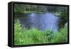 OR, Deschutes NF. Early summer vegetation and the Metolius River-John Barger-Framed Stretched Canvas