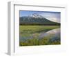 OR, Deschutes NF. Mount Bachelor reflecting in shallow marsh near Sparks Lake-John Barger-Framed Photographic Print